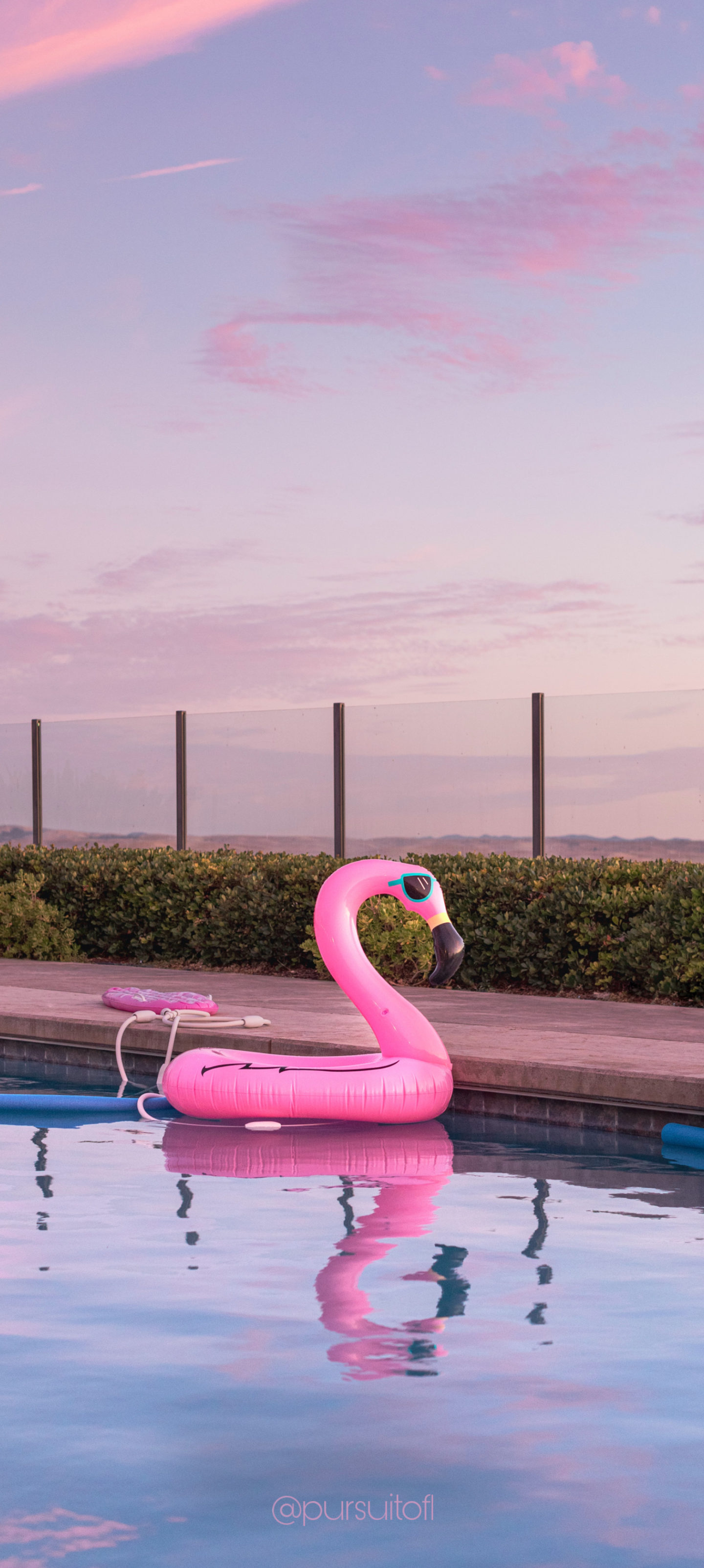 Pink flamingo float in a pool summer phone wallpaper with pink sky