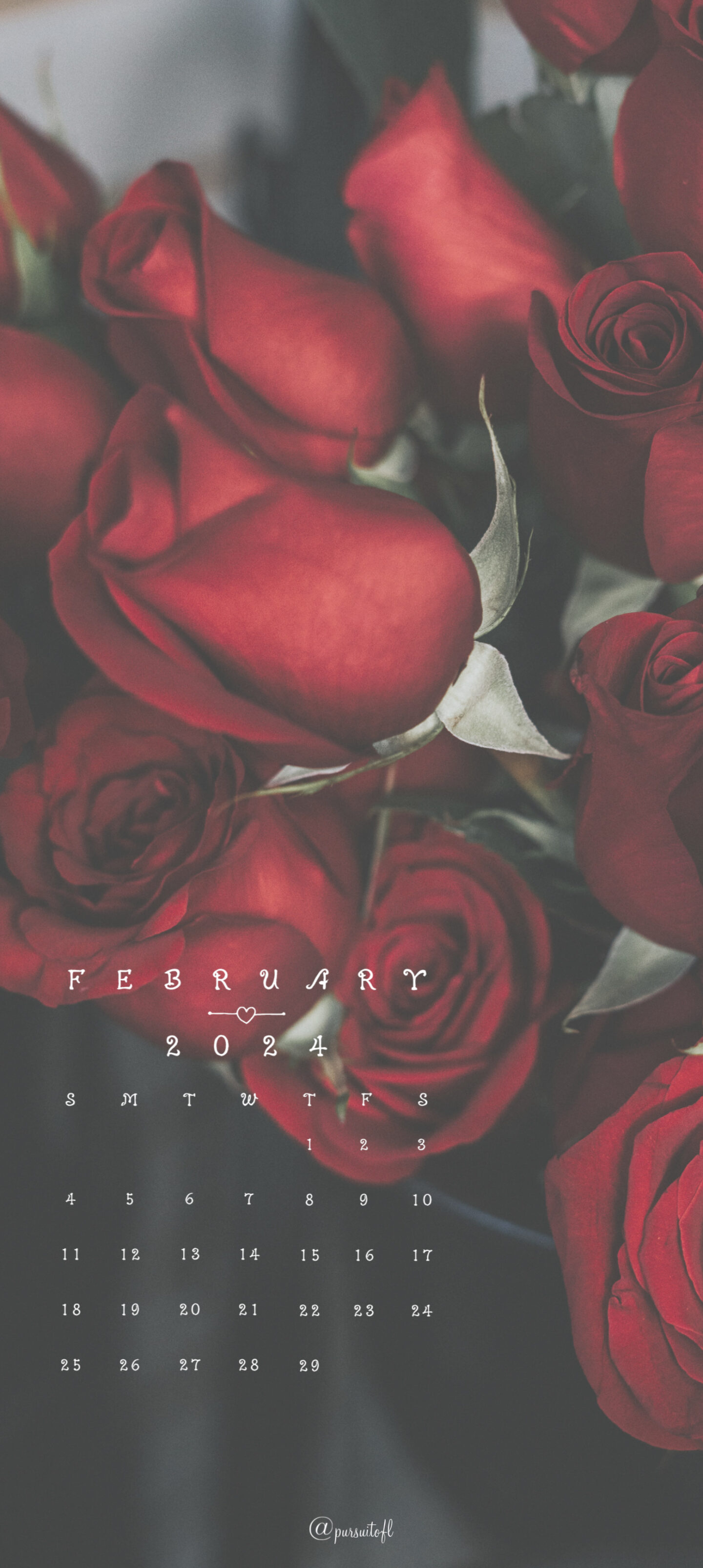 Red Roses Phone Wallpaper with February 2024 calendar; Valentine's Day Wallpaper
